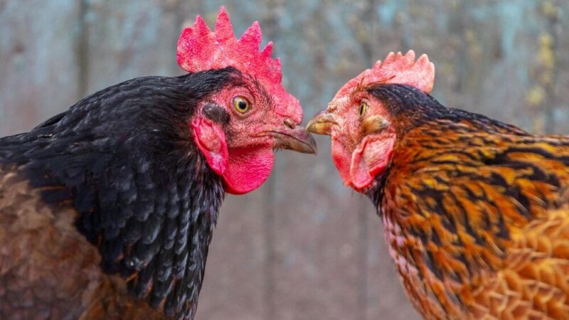 Jak kogut zapładnia kurę – proces rozmnażania kur