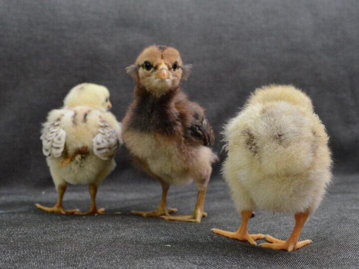 Jak odróżnić pisklę kury od koguta na wczesnym etapie?