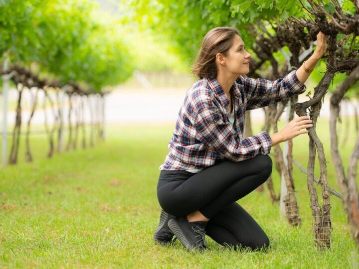 Jak rozplanować drzewa owocowe w ogrodzie – praktyczny poradnik