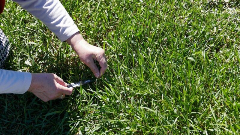 Jak siać trawę na starym trawniku – renowacja krok po kroku