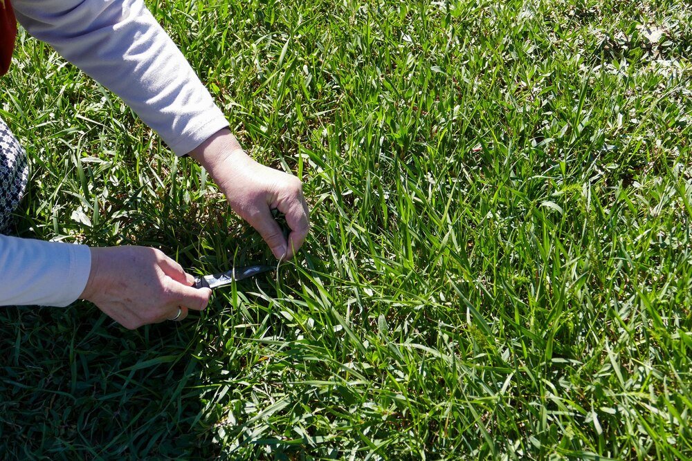 Jak siać trawę na starym trawniku – renowacja krok po kroku