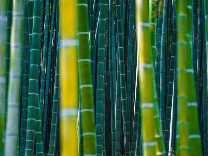 Jak szybko rośnie bambus – tempo wzrostu i ograniczanie