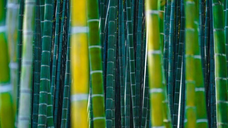 Jak szybko rośnie bambus – tempo wzrostu i ograniczanie
