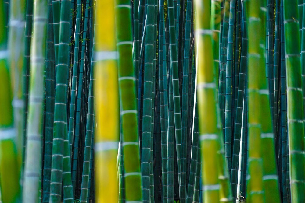 Jak szybko rośnie bambus – tempo wzrostu i ograniczanie