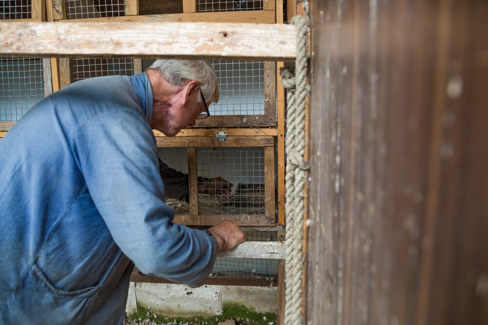 Jak zrobić gniazda dla kur niosek – praktyczne wskazówki