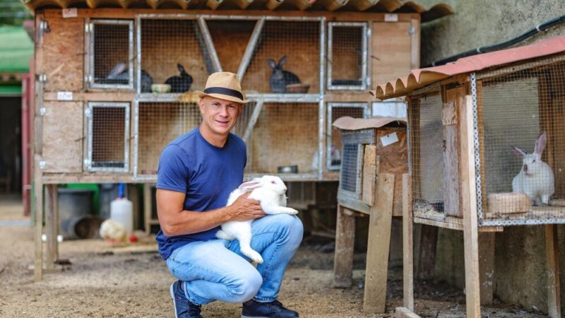 Jak zrobić kurnik – praktyczny poradnik krok po kroku