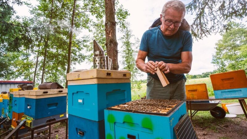 Jak zrobić ul – prosty projekt krok po kroku