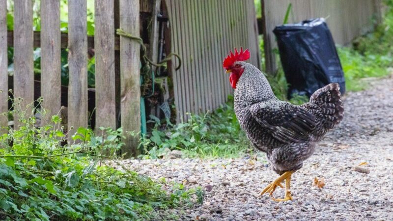 Jaka jest rola koguta w stadzie – znaczenie dla kurnika
