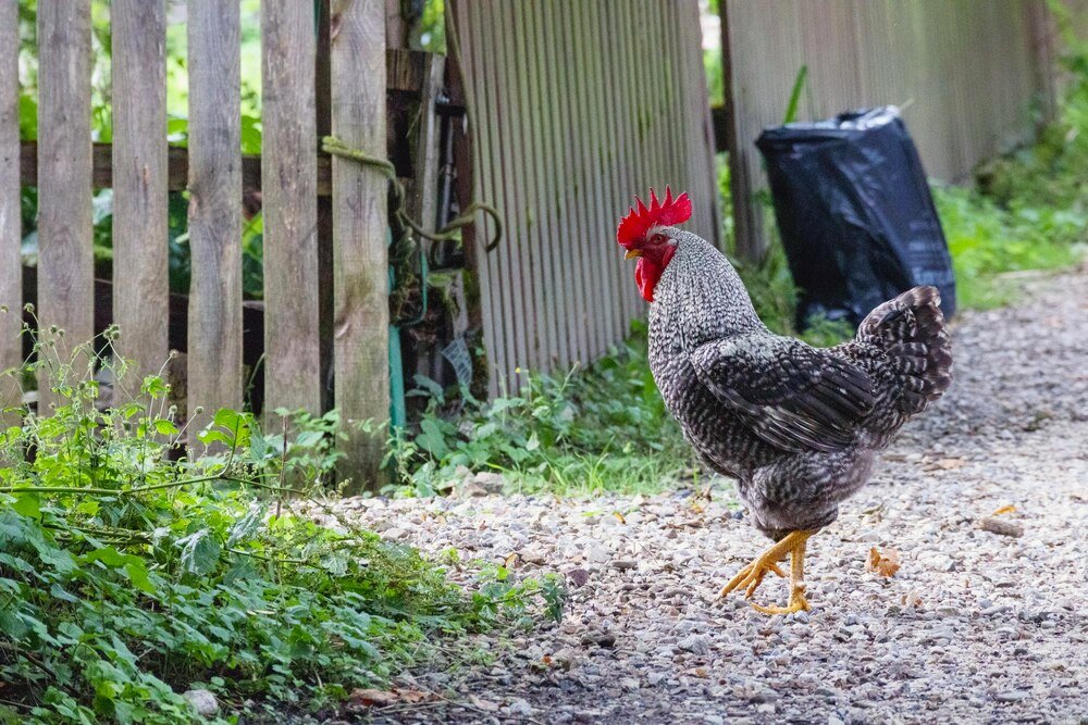 Jaka jest rola koguta w stadzie – znaczenie dla kurnika