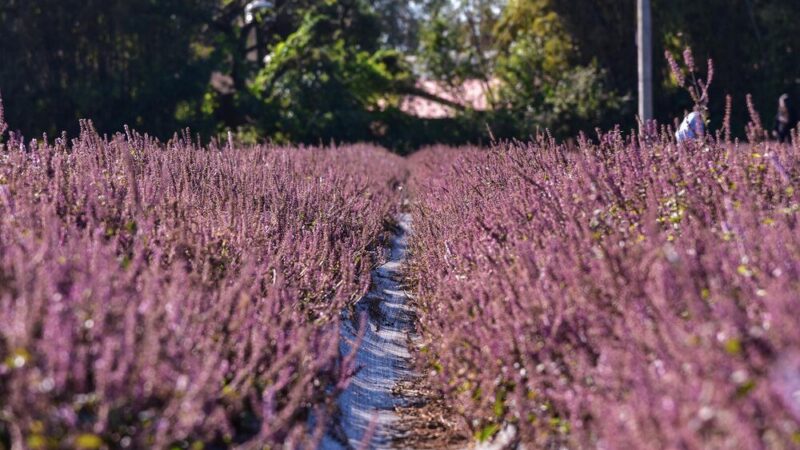 Jaka ziemia do wrzosów – podłoże idealne dla wrzosowiska