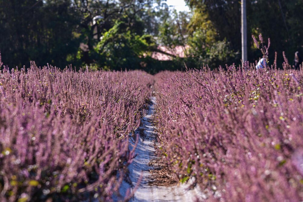 Jaka ziemia do wrzosów – podłoże idealne dla wrzosowiska
