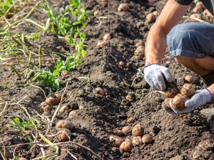 Jaki nawóz pod ziemniaki – najlepsze nawozy i dawki