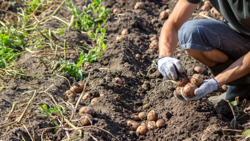 Jaki nawóz pod ziemniaki – najlepsze nawozy i dawki