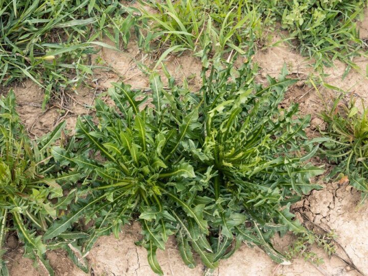 Jaki poplon na chwasty – najlepsze rośliny na zagłuszanie