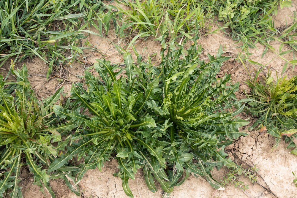 Jaki poplon na chwasty – najlepsze rośliny na zagłuszanie