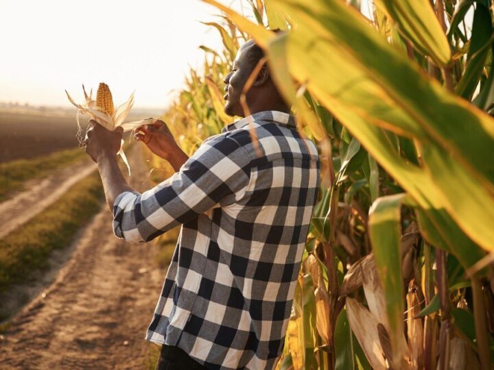 Jakie nawozy pod kukurydze – nawożenie przedsiewne i pogłówne