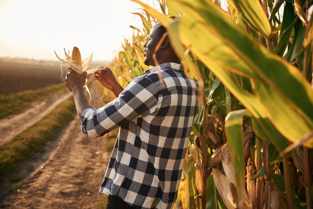 Jakie nawozy pod kukurydze – nawożenie przedsiewne i pogłówne