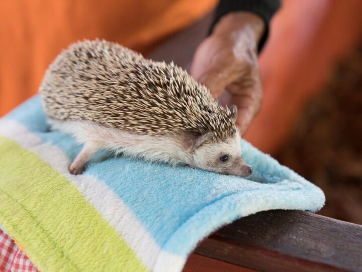 Jeż domowy – zasady opieki i najczęstsze błędy