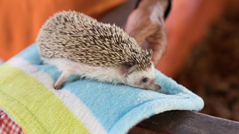 Jeż domowy – zasady opieki i najczęstsze błędy