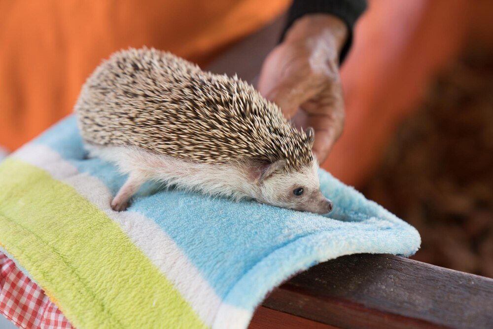 Jeż domowy – zasady opieki i najczęstsze błędy