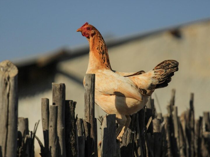 Kastrowany kogut – chów, zalety i wady