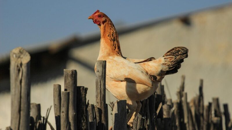 Kastrowany kogut – chów, zalety i wady