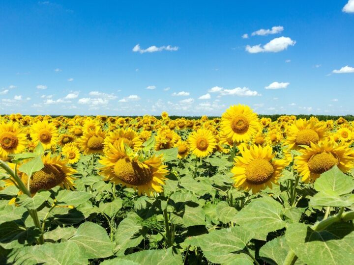 Kiedy kwitną słoneczniki – terminy, długość kwitnienia i wymagania