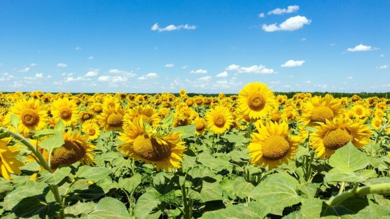 Kiedy kwitną słoneczniki – terminy, długość kwitnienia i wymagania