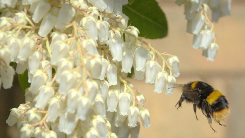 Kiedy kwitnie akacja – terminy kwitnienia i znaczenie dla pszczół