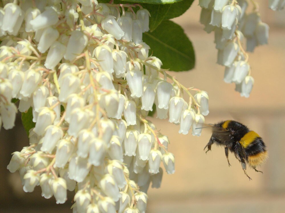 Kiedy kwitnie akacja – terminy kwitnienia i znaczenie dla pszczół