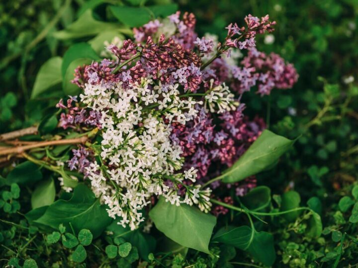 Kiedy kwitnie czarny bez – terminy kwitnienia i zbioru