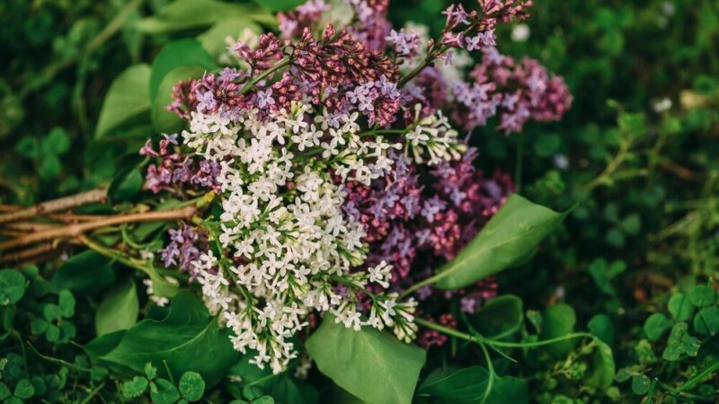 Kiedy kwitnie czarny bez – terminy kwitnienia i zbioru