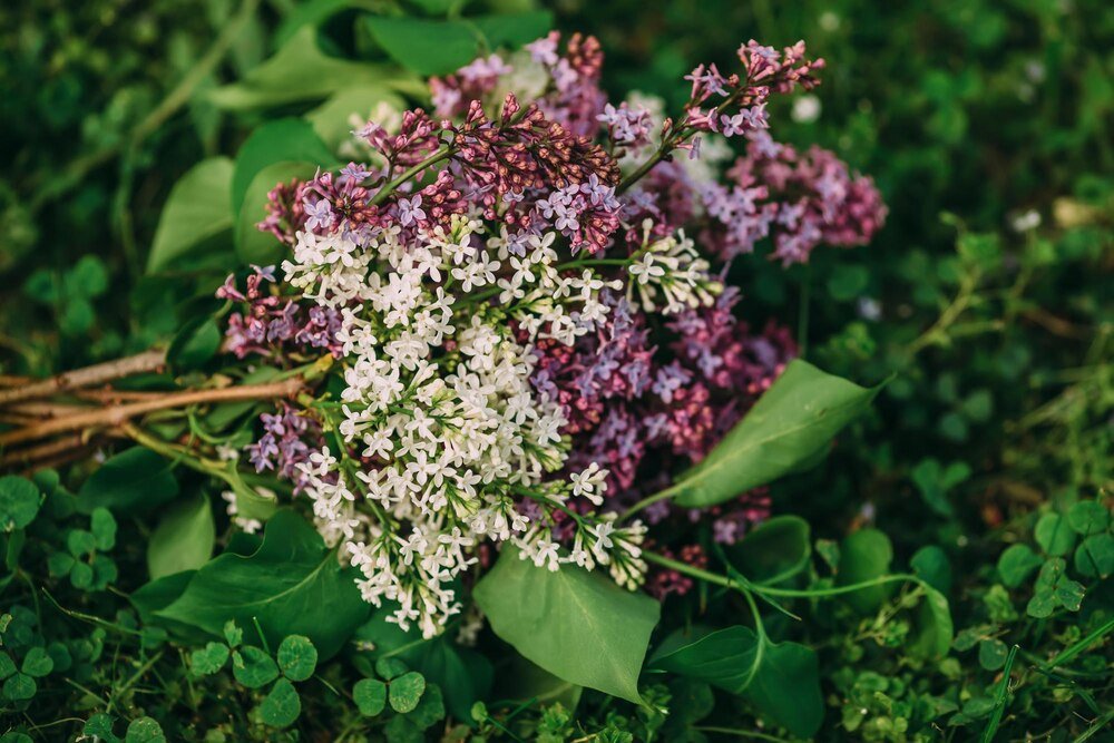 Kiedy kwitnie czarny bez – terminy kwitnienia i zbioru