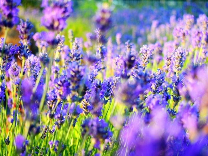 Kiedy kwitnie lawenda – kalendarz kwitnienia i jak go wydłużyć