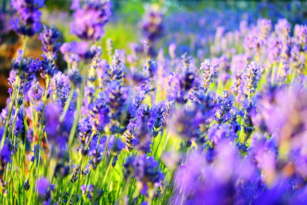 Kiedy kwitnie lawenda – kalendarz kwitnienia i jak go wydłużyć