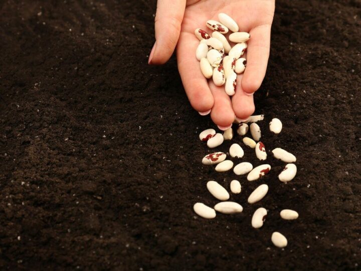 Kiedy sadzić fasolę Jaś – terminy i warunki uprawy