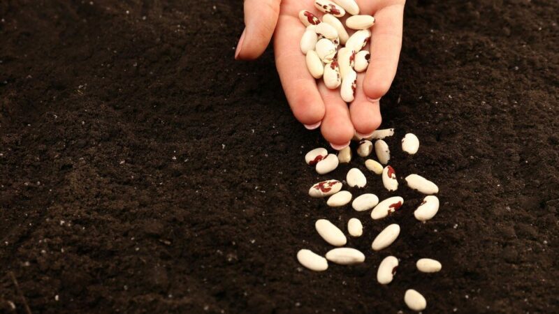 Kiedy sadzić fasolę Jaś – terminy i warunki uprawy