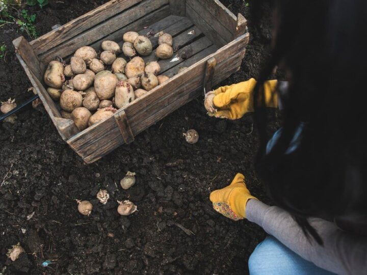 Kiedy sadzić ziemniaki – optymalne terminy w różnych regionach