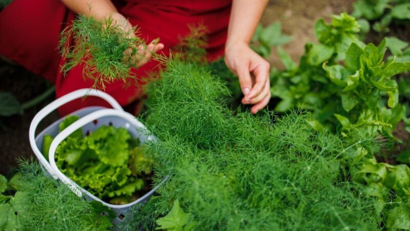 Kiedy siać koper – siew kolejny i przedplon