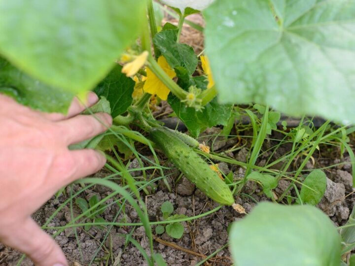 Kiedy siać ogórki – terminy siewu do gruntu i pod osłony