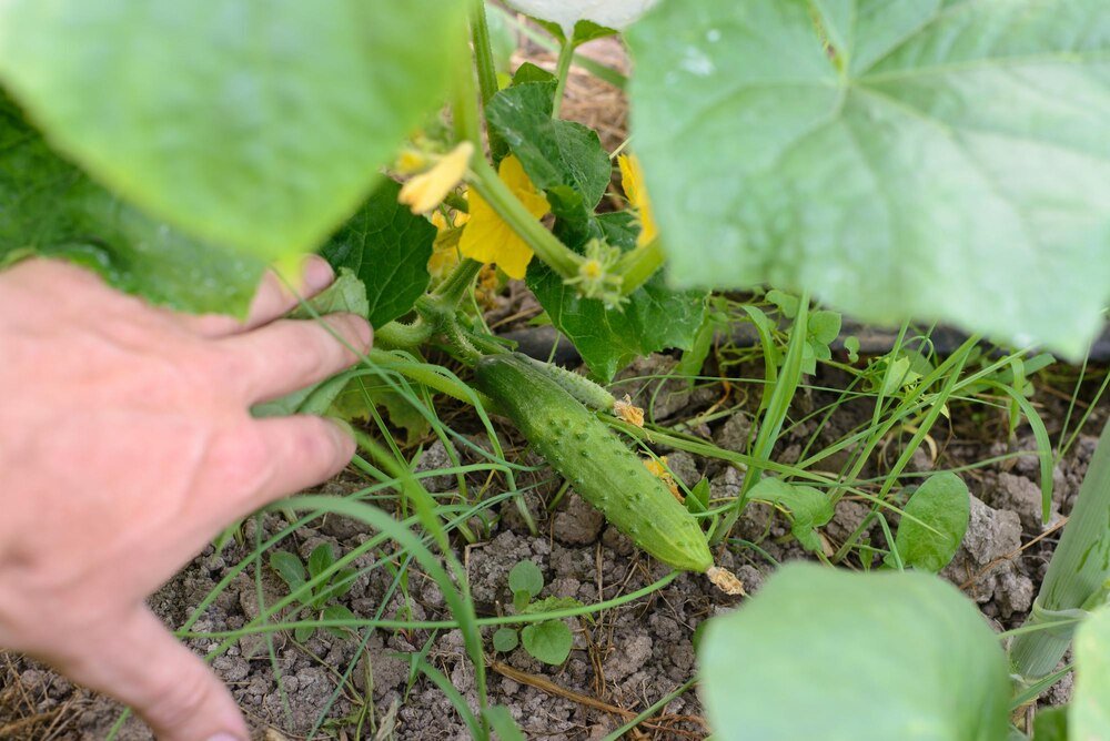 Kiedy siać ogórki – terminy siewu do gruntu i pod osłony