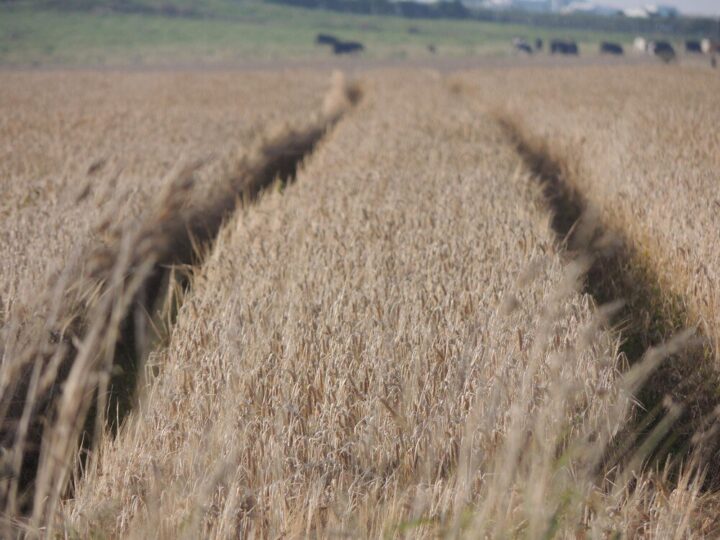 Kiedy siać owies – terminy i warunki siewu