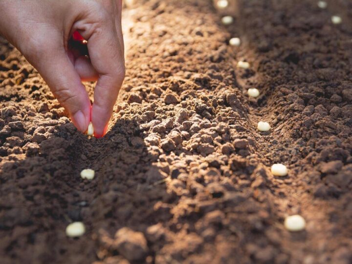 Kiedy siać pietruszkę – wymagania i optymalne warunki