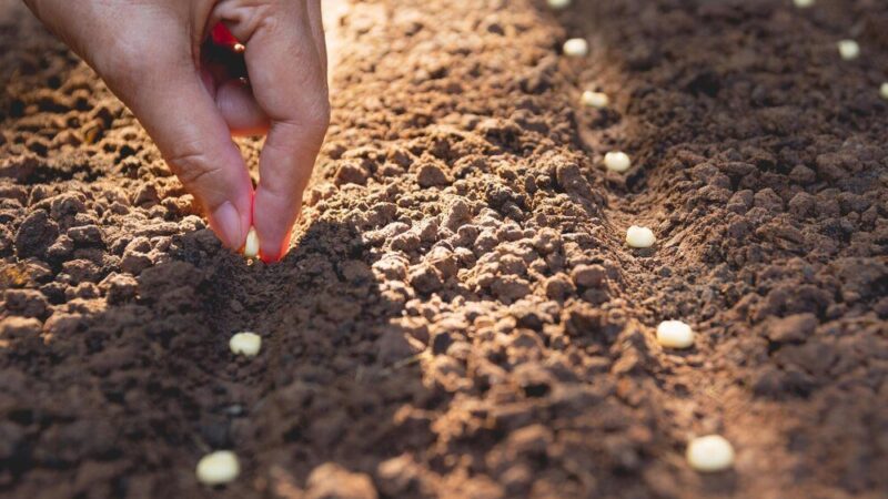 Kiedy siać pietruszkę – wymagania i optymalne warunki