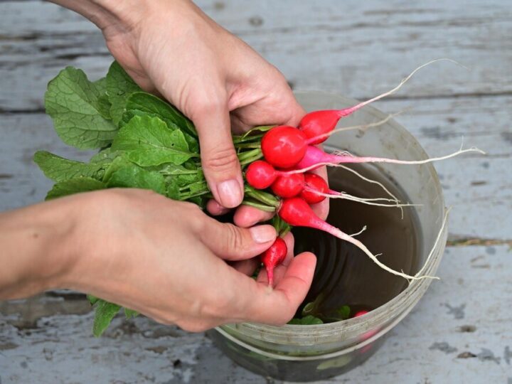 Kiedy siać rzodkiew – najlepsze terminy i odstępy