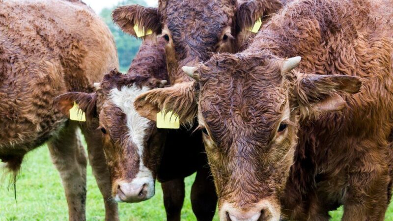 Krowy mięsne – rasy polecane do hodowli