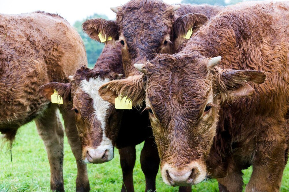 Krowy mięsne – rasy polecane do hodowli