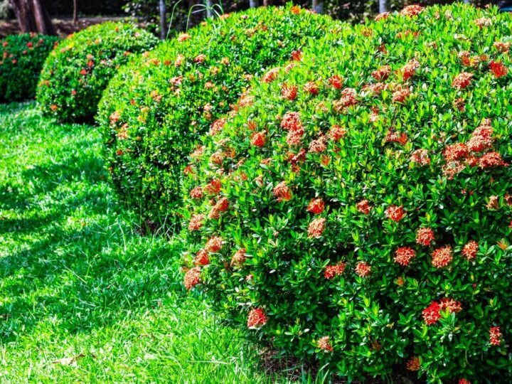 Krzewy ozdobne wieloletnie – gatunki warte posadzenia