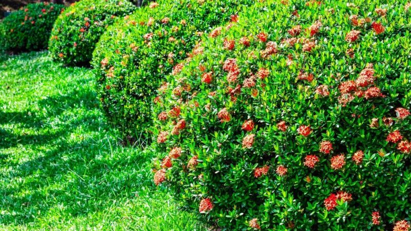 Krzewy ozdobne wieloletnie – gatunki warte posadzenia