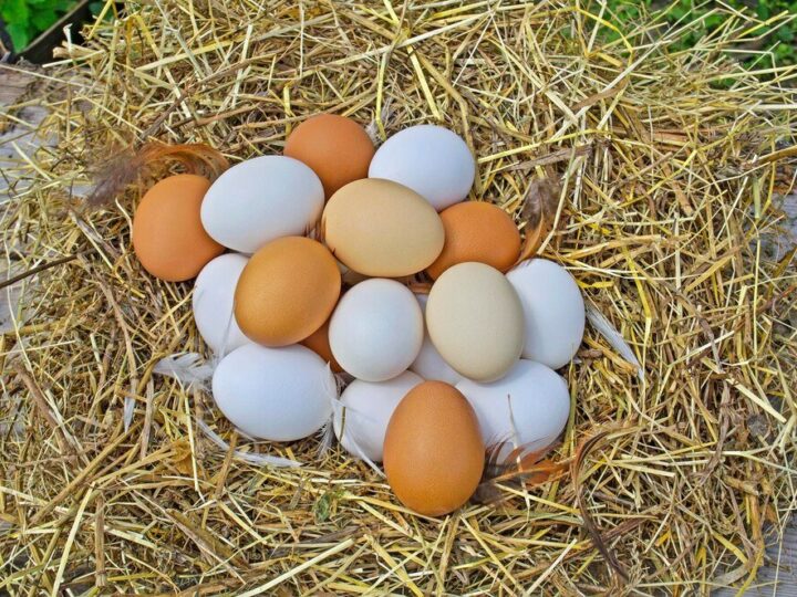 Które kury znoszą najwięcej jajek – rasy najbardziej nieśne